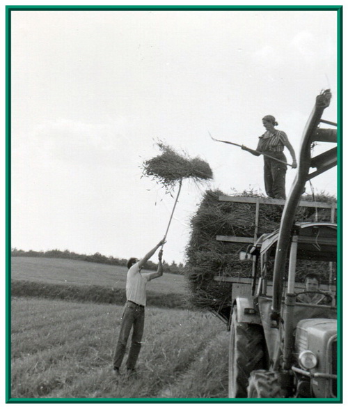 Elkenhof_Getreideernte